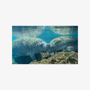 Boat tour from Orlando to snorkel and swim with manatees, Family of 4