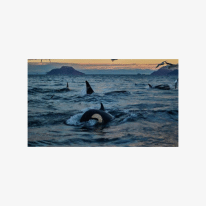 Whale Watching RIB Boat Tour in Skjervoy from Tromso, Family of 3